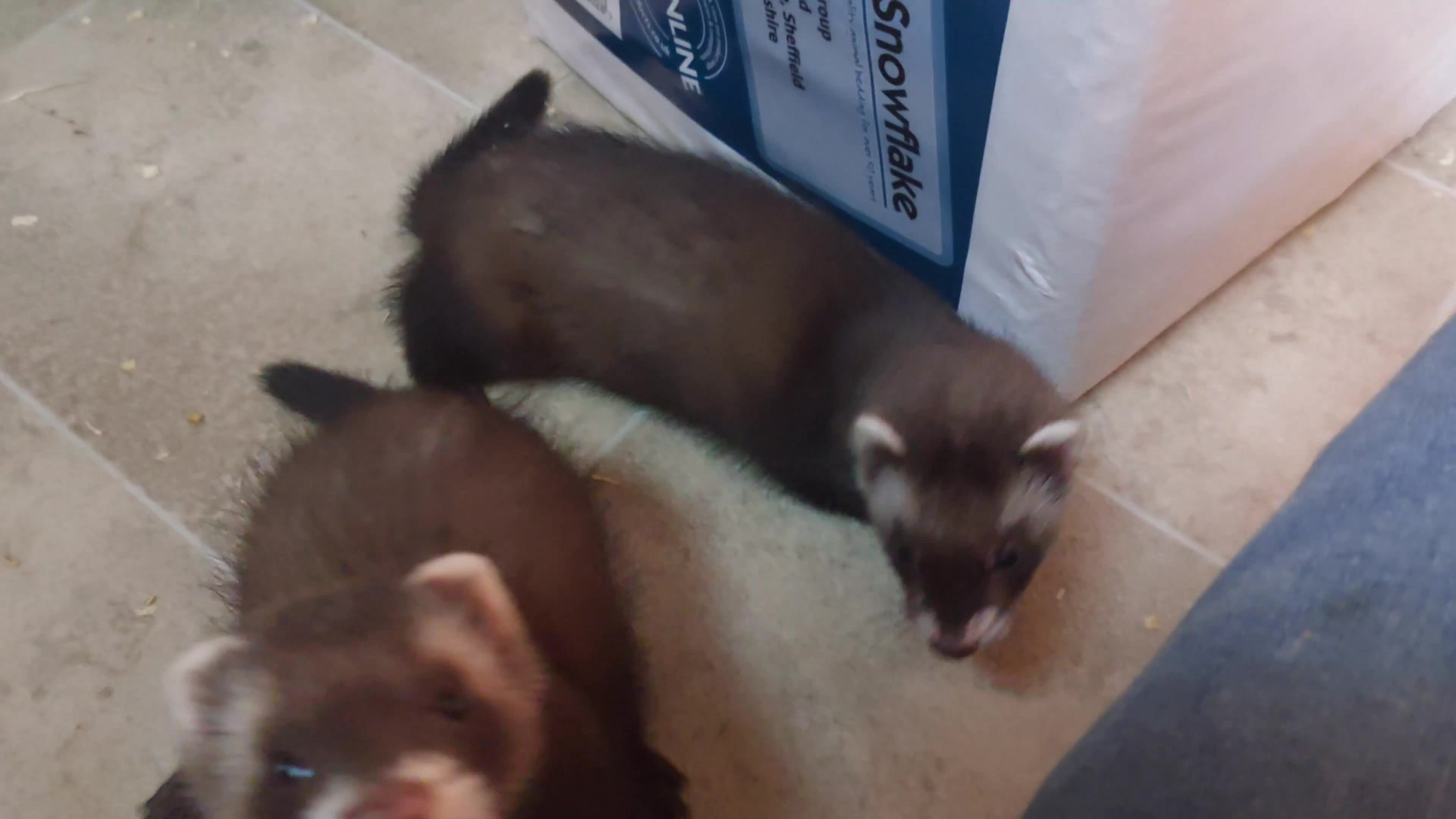 Ferret rodents for sale: Rescue Kits for sale - Video 2