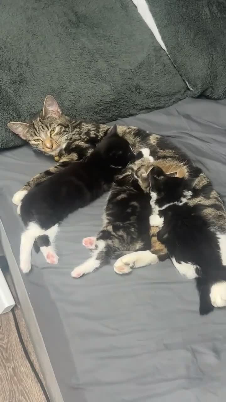 Domestic Shorthair cats for sale: Kittens for sale  in Birmingham - Video 1