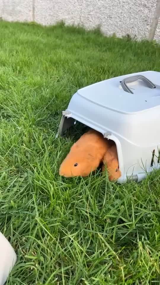 Guinea Pig rodents for sale: 2 Beautiful Guinea pigs  - Video 3