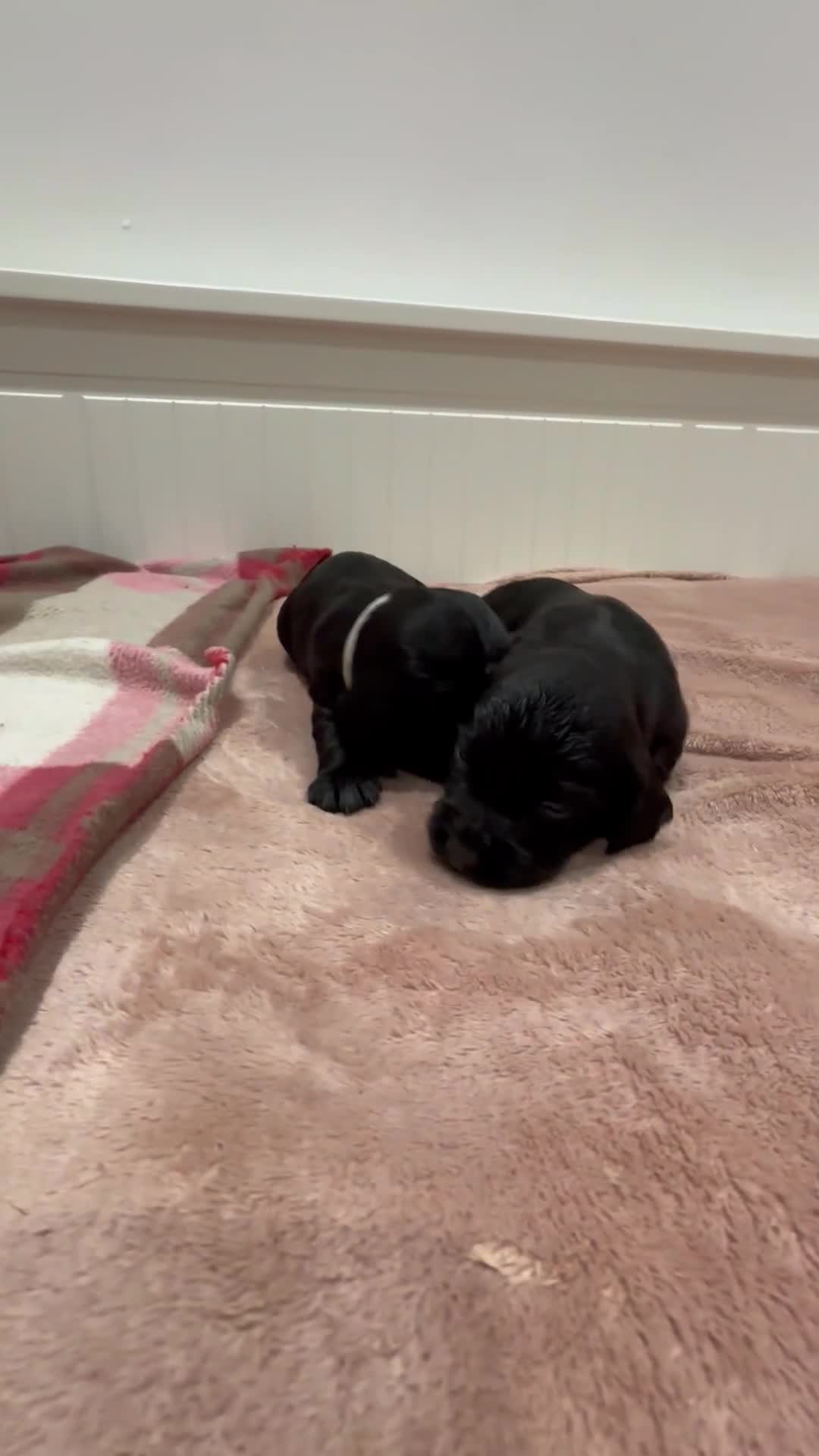 Cocker Spaniel dogs for sale: Kc registered working cocker spaniel - Video 1