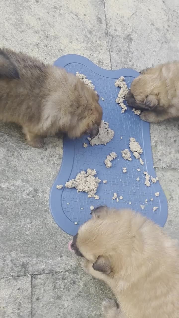 Pomeranian dogs for sale: 4 Gorgeous Pomeranian Puppies in Enfield - Video 1