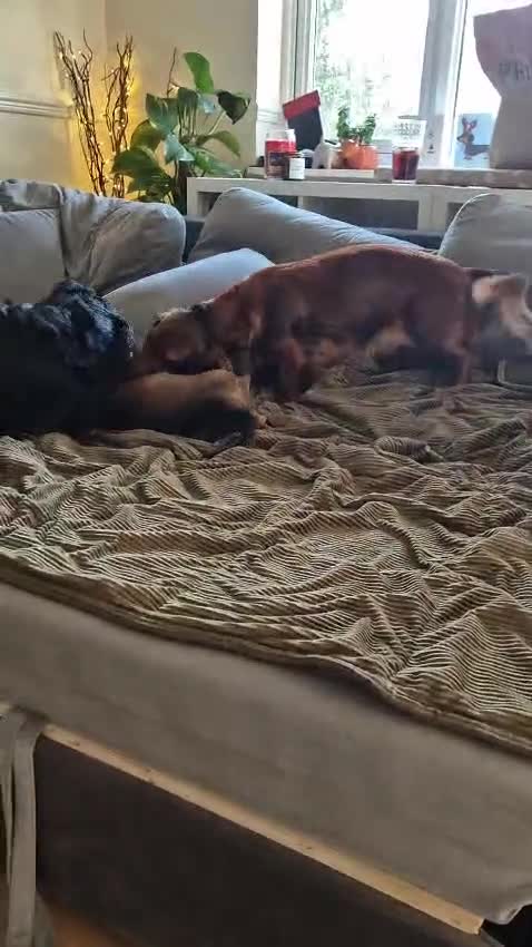 Dachshund dogs for sale: 1 BOY LEFT KC Registered Longhair Dachshund Puppy - Video 1