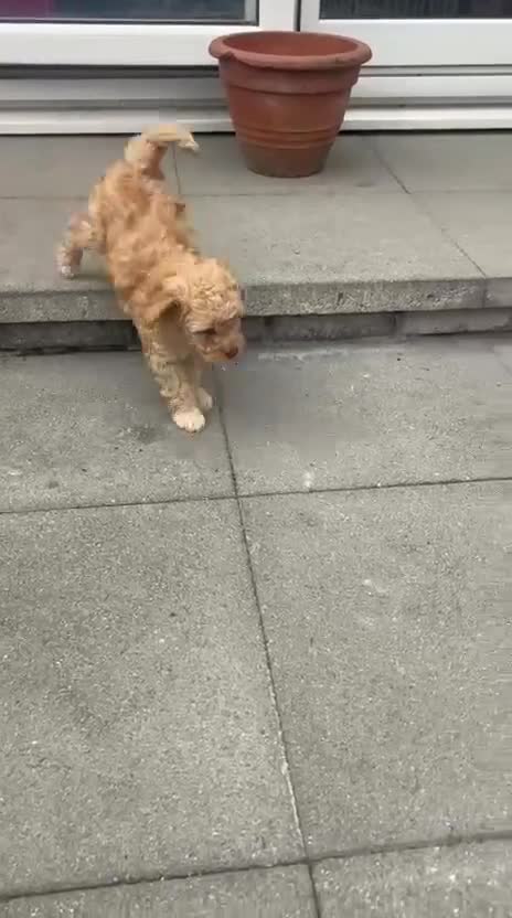 Cockapoo dogs for sale: Orla’s Beautiful Babies in Stanley - Video 4