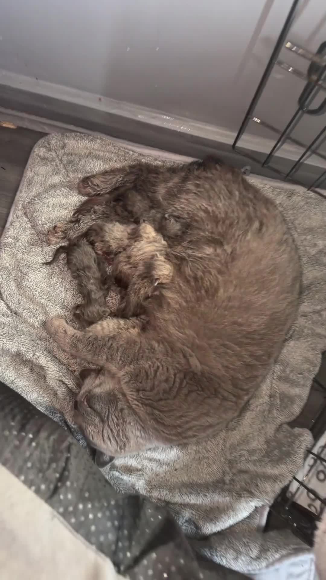 British Shorthair cats for sale: British shorthair kittens  - Video 2