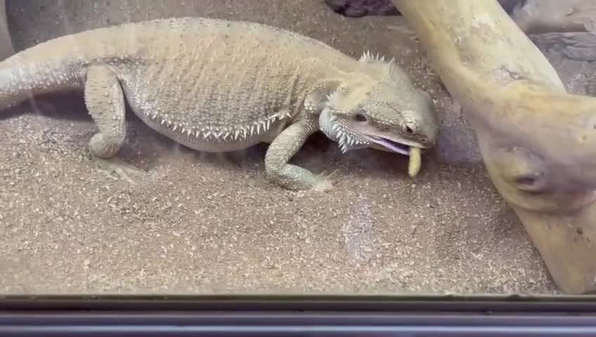 Bearded Dragon reptiles for sale: Bearded dragon + vivarium with accessories  - Video 1