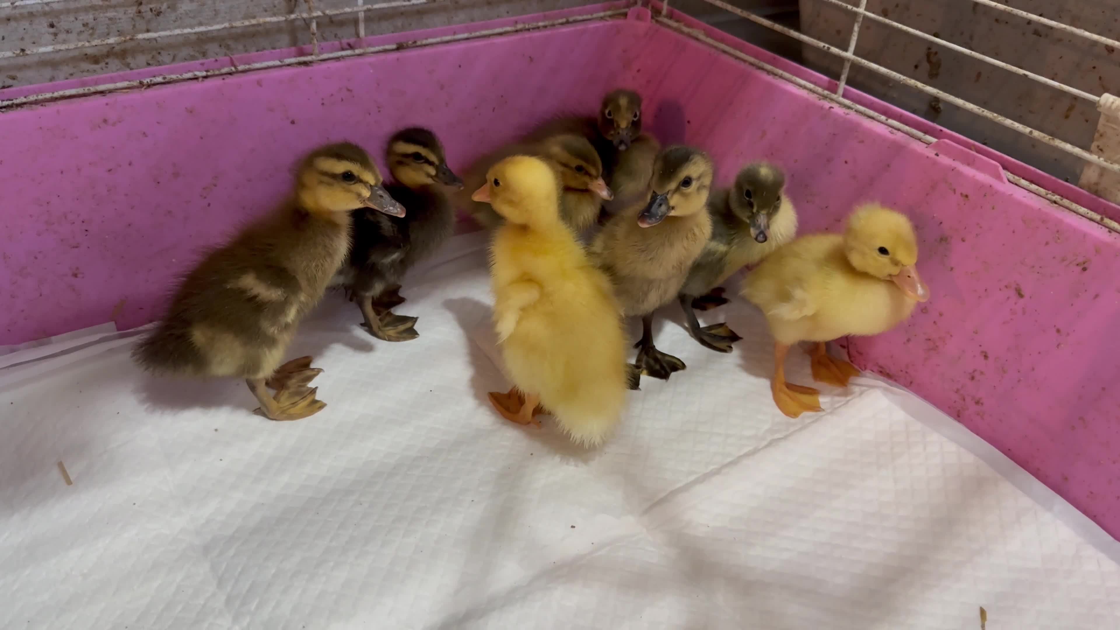 Ducks poultry for sale: Runner duck ducklings  - Video 2