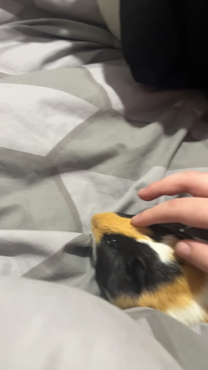 Guinea Pig rodents for sale: Two male guinea pigs - Video 3