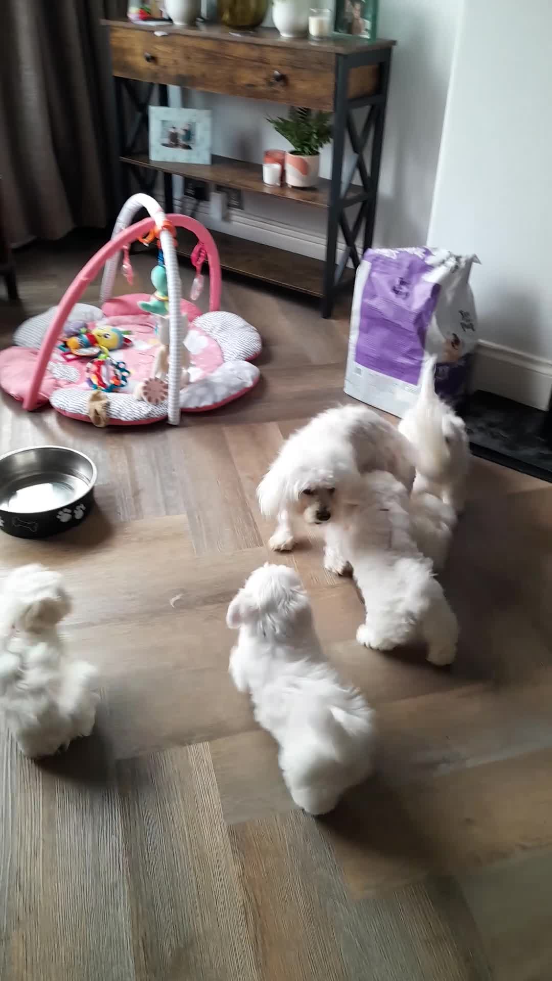 Maltese dogs for sale: 5 Outstanding pedigree Maltese puppies - Video 5