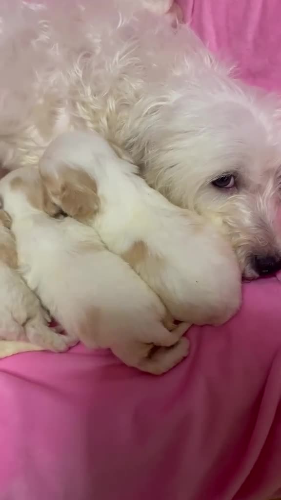 Cavachon dogs for sale: Adorable Cavachon Puppies Ready Soon  - Video 3
