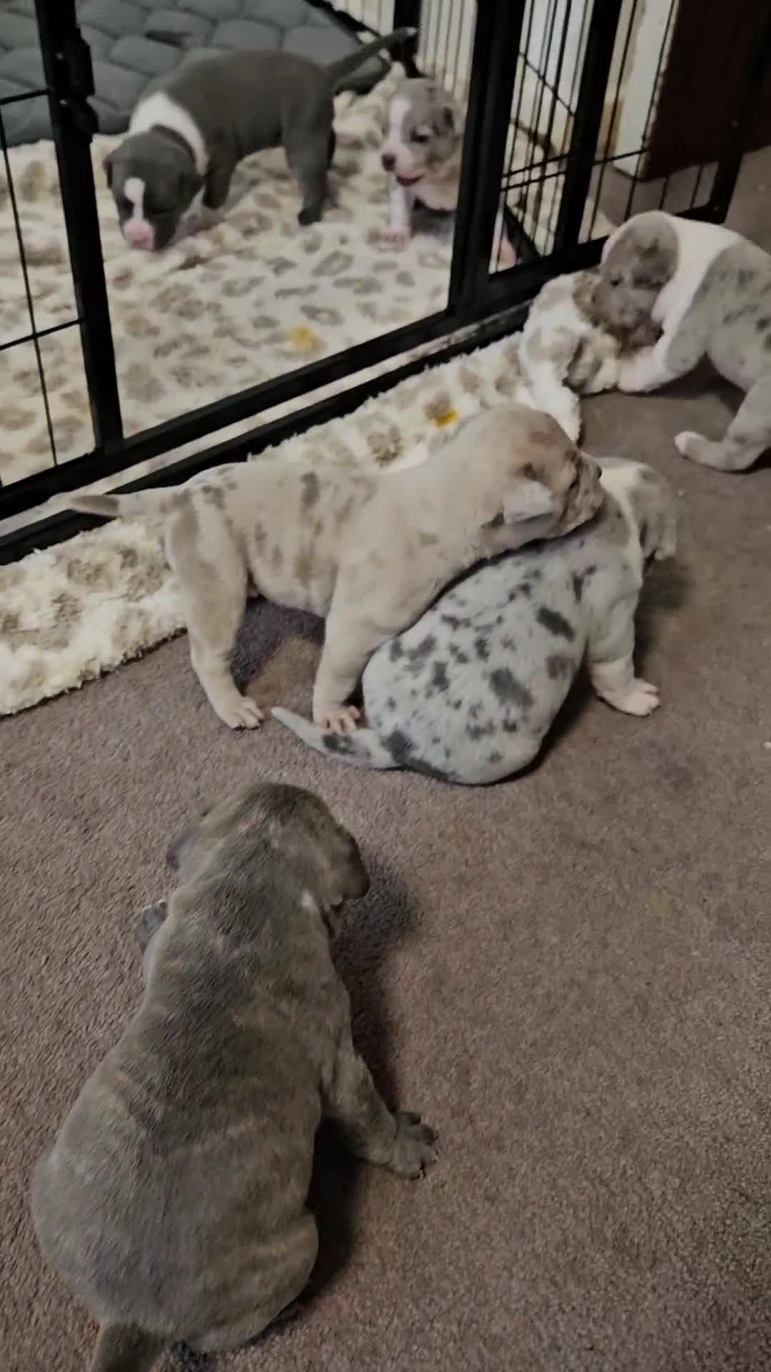 American Bully dogs for sale:  litter of AmericanBully(ABKC)  Standart/Pocket - Video 1