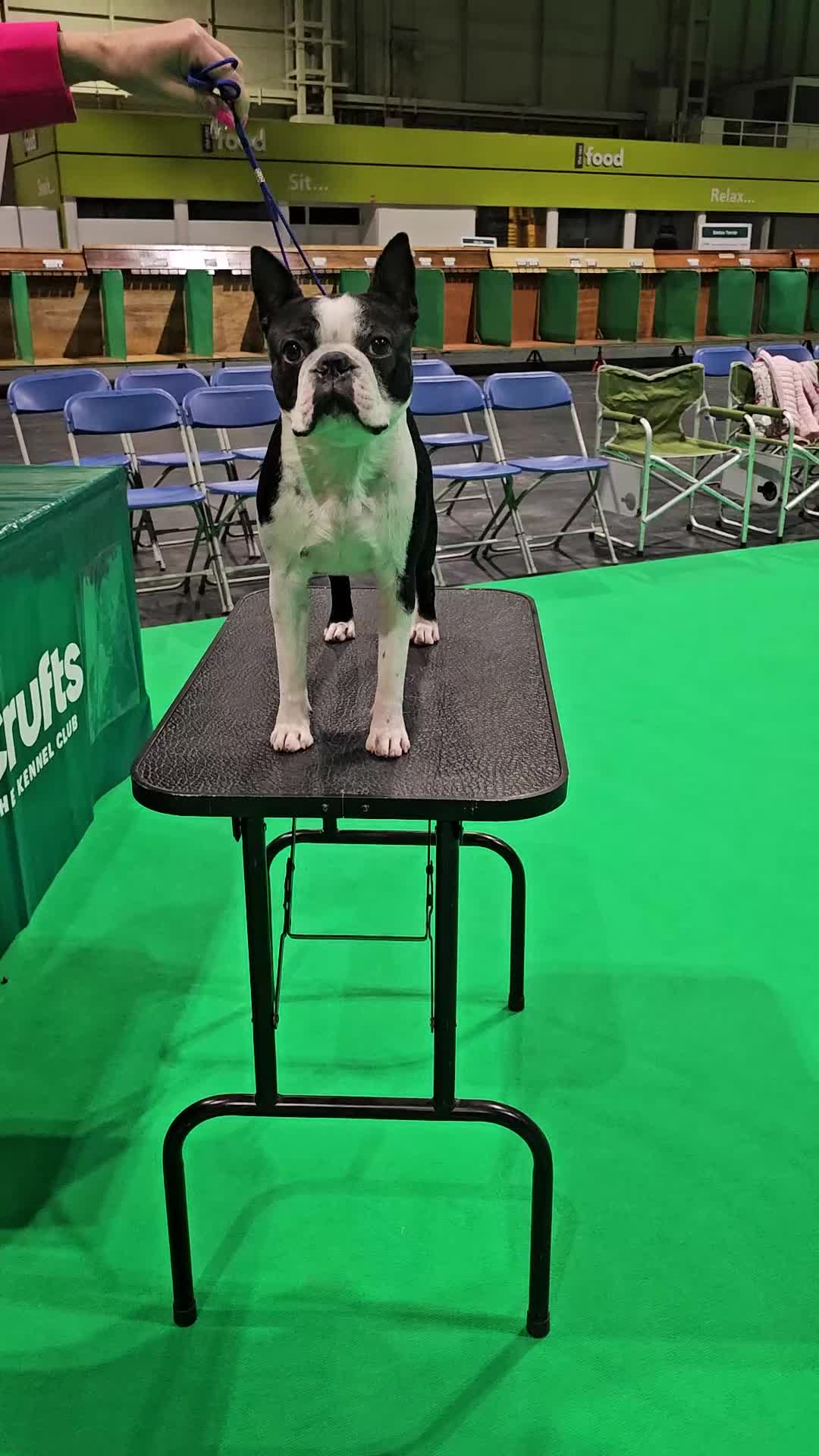 Boston Terrier dogs for stud: Canmoys Boston Coco pops Wildax Rowendale at Stud - Video 1