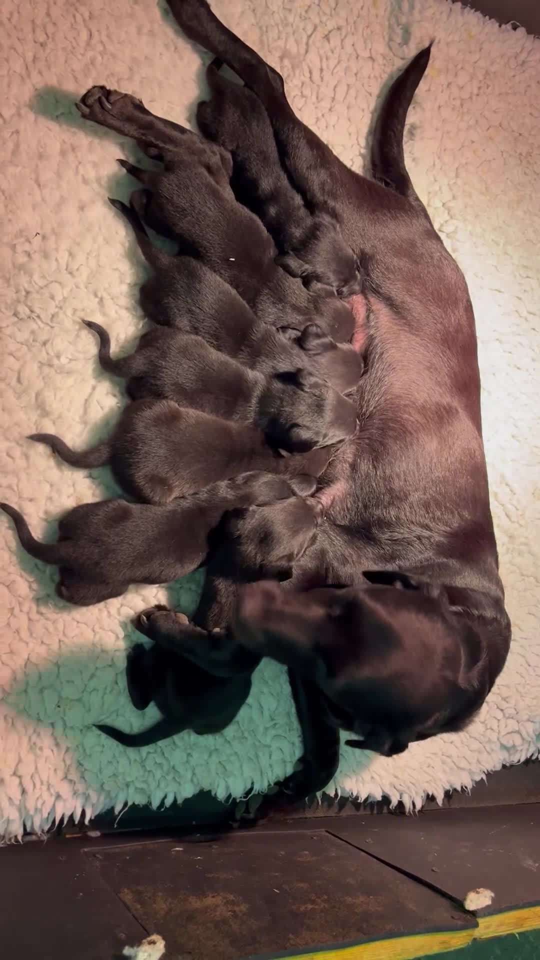 Labrador Retriever dogs for sale: Superb Litter of Black Labrador Puppies - Video 1