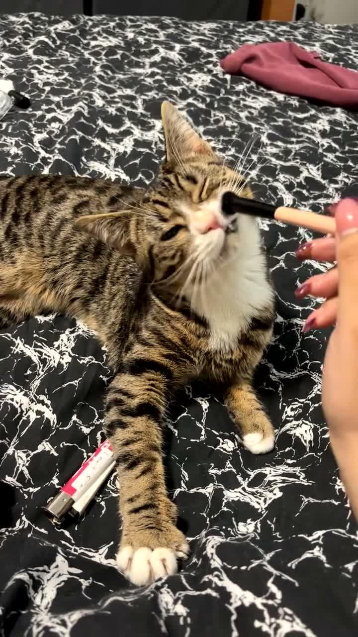 Domestic Shorthair cats for sale: Very Friendly and Vocal Tabby Shorthair  in Wolverhampton - Video 1