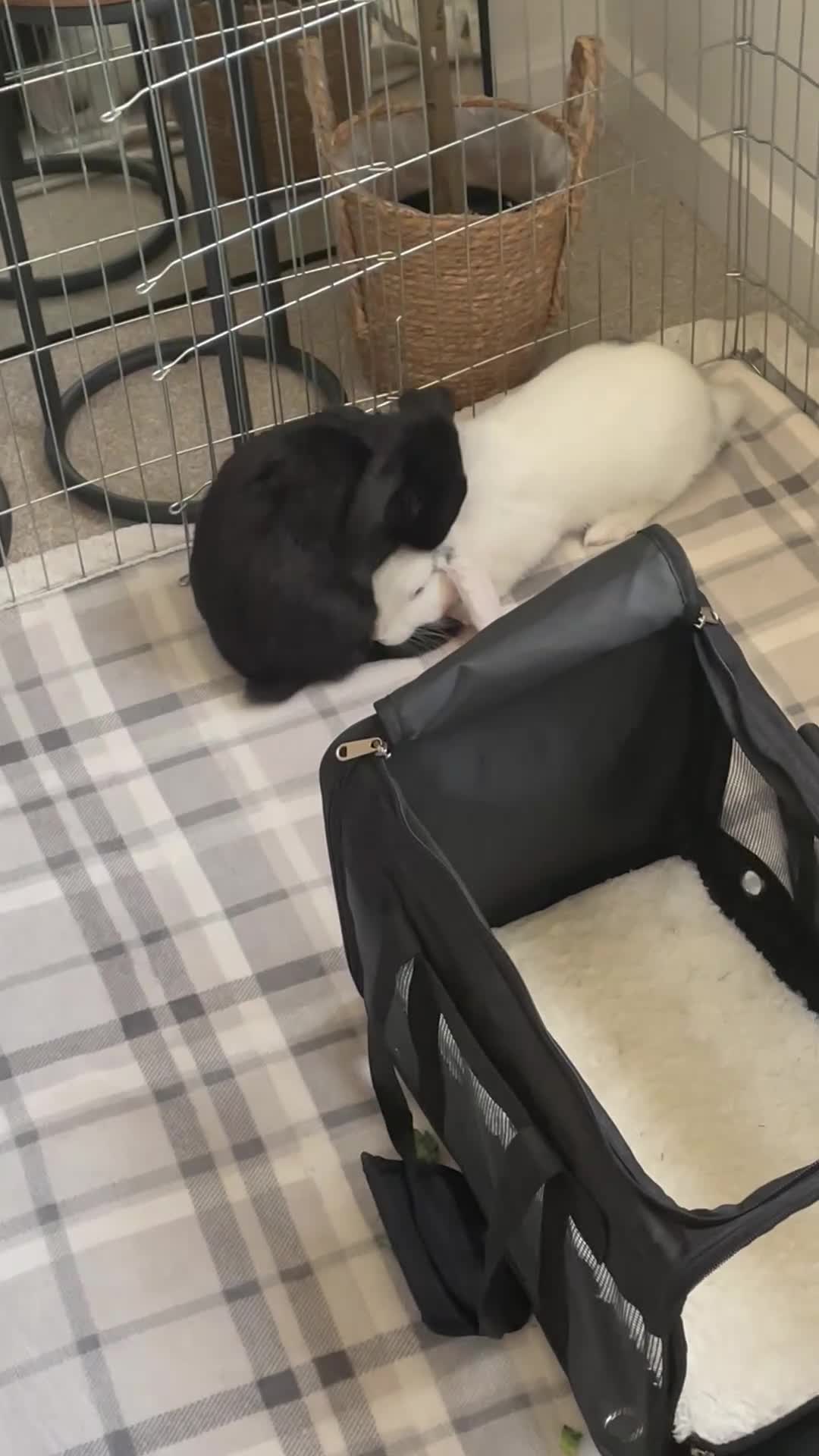 Alaska rabbits for sale: *Free to a good home* Two bonded rabbits  - Video 2