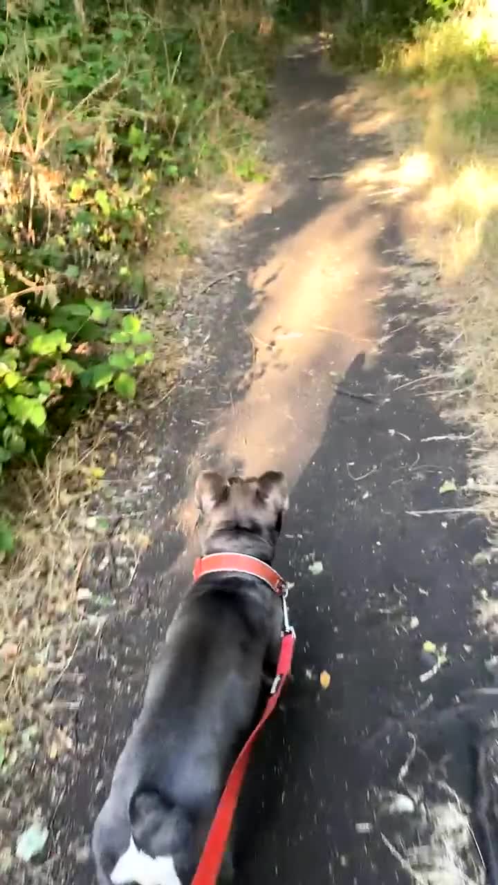 French Bulldog dogs for sale: Reluctantly rehoming frankie - Video 1