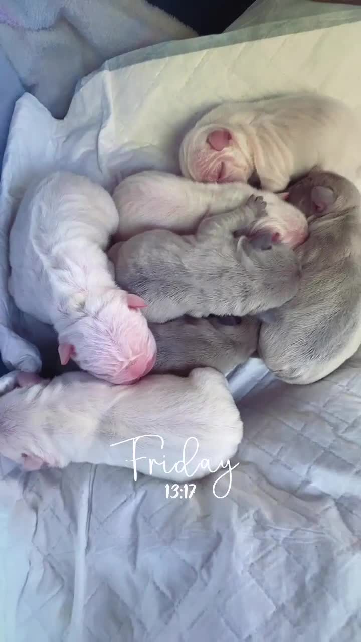 French Bulldog dogs for sale: Stunning frenchie pups for sale!! - Video 1