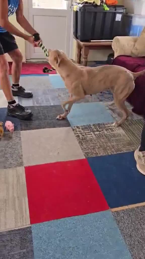 Mixed Breed dogs for adoption: Beautiful Sadie  - Video 2