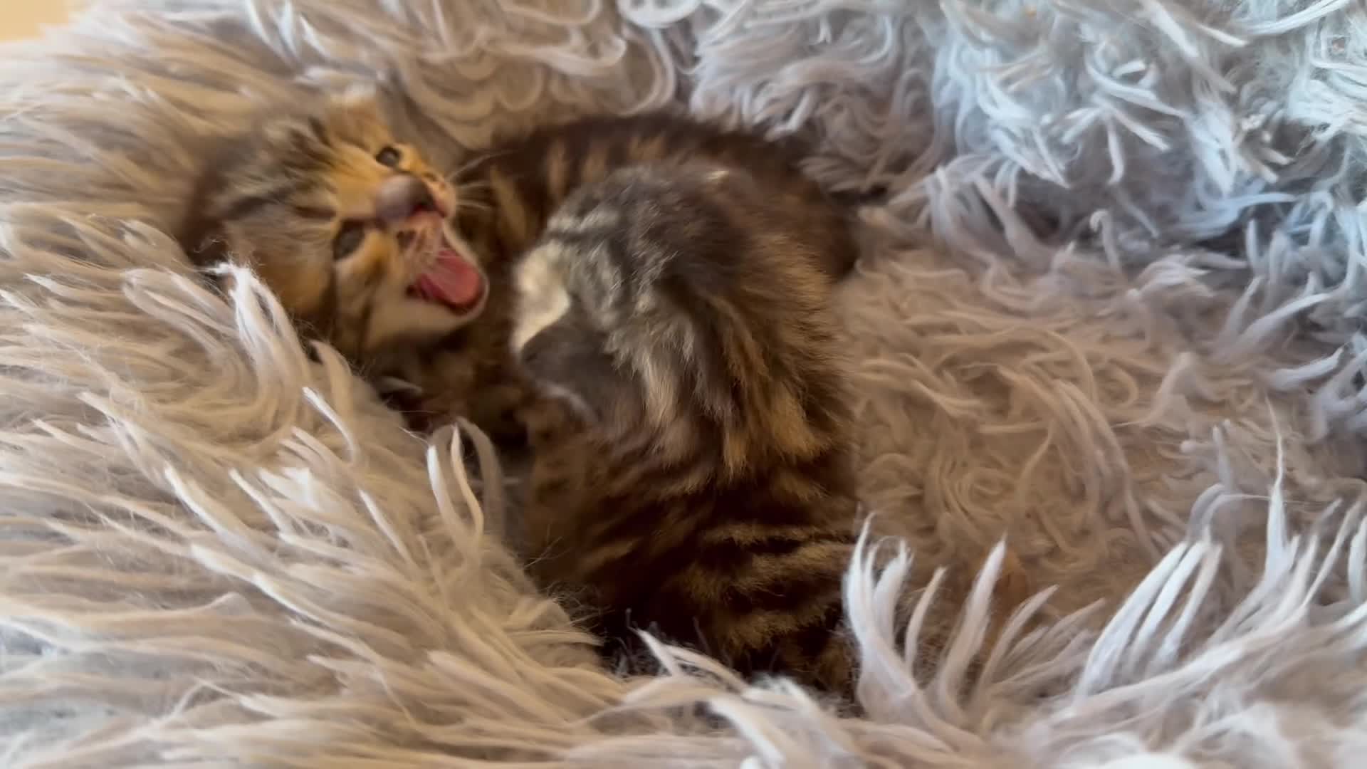 Bengal cats for sale: Half Bengal kittens - Video 3