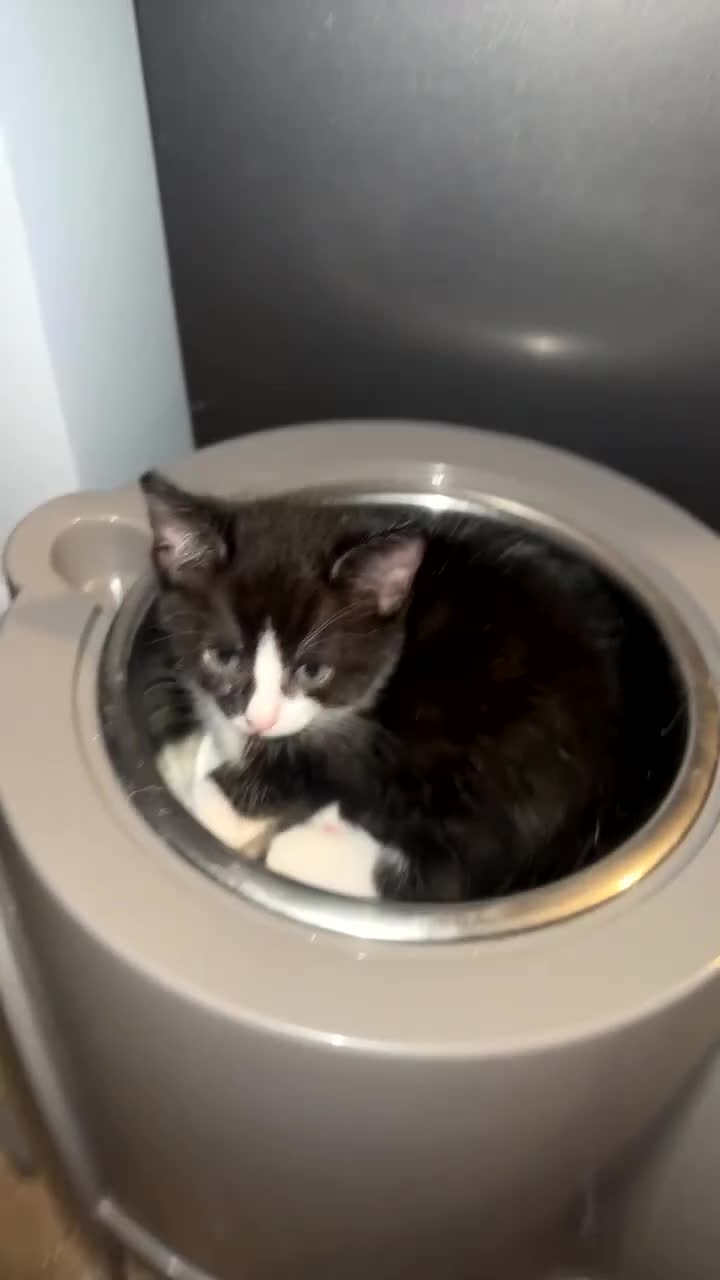 Mixed Breed cats for sale: 1 female kitten for sale  - Video 1