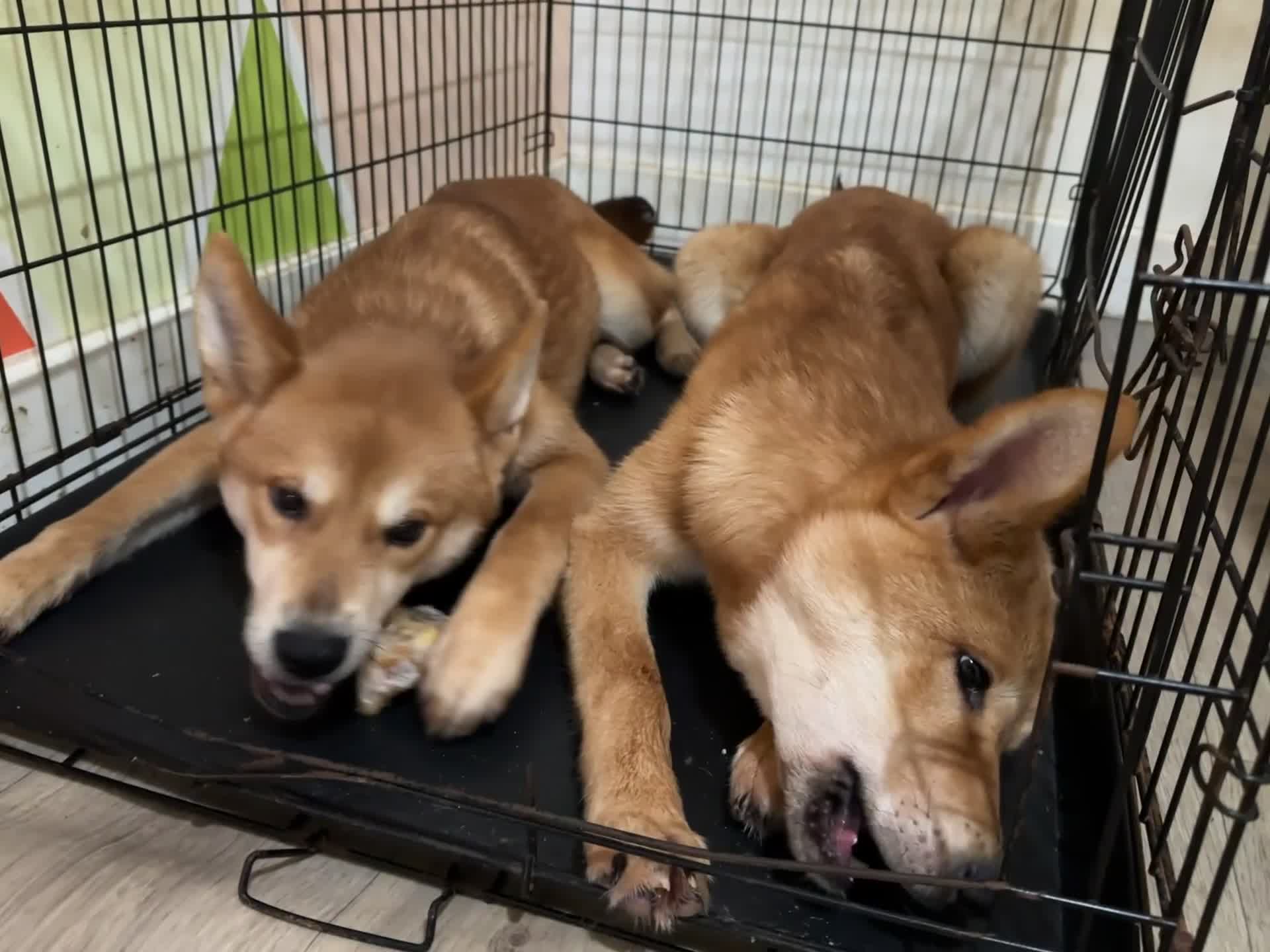 Mixed Breed dogs for sale: Japanese Akita x Puppies Ready for Loving Homes - Video 2