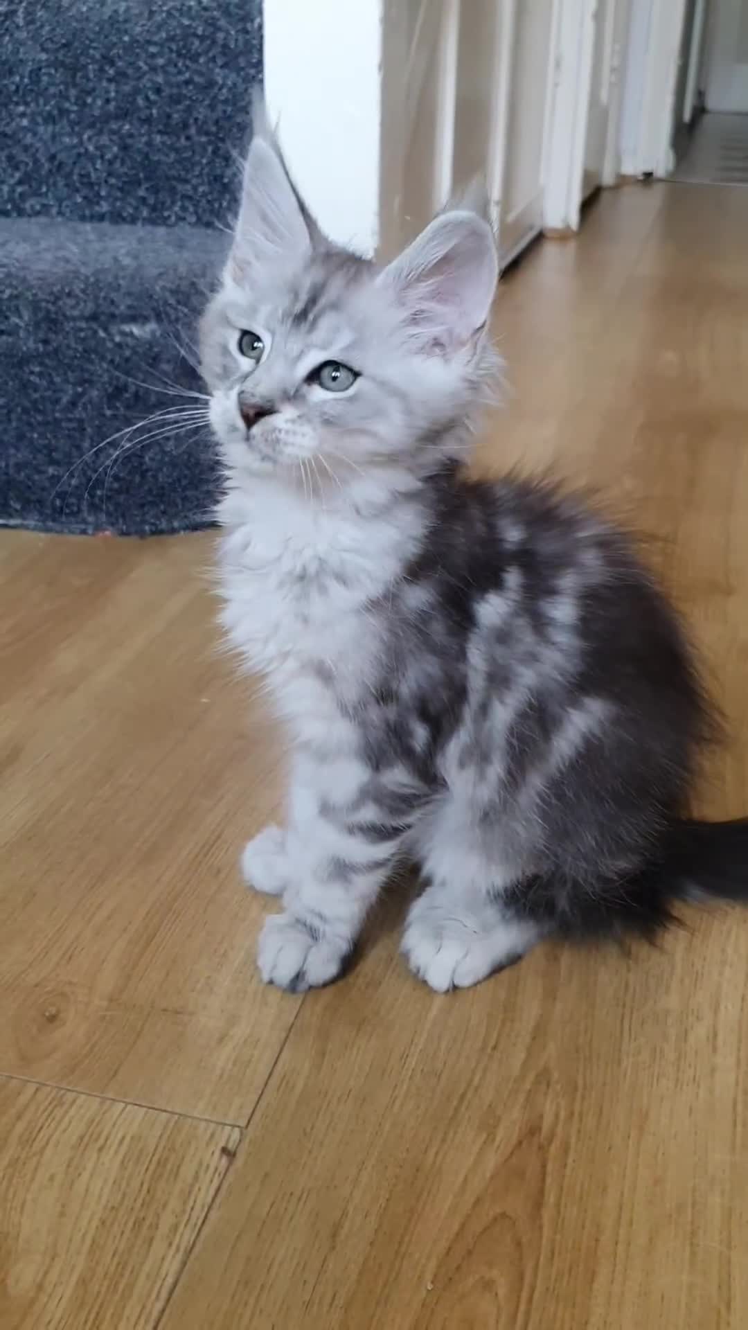Maine Coon cats for sale: pure reg maine coon kittens - Video 2