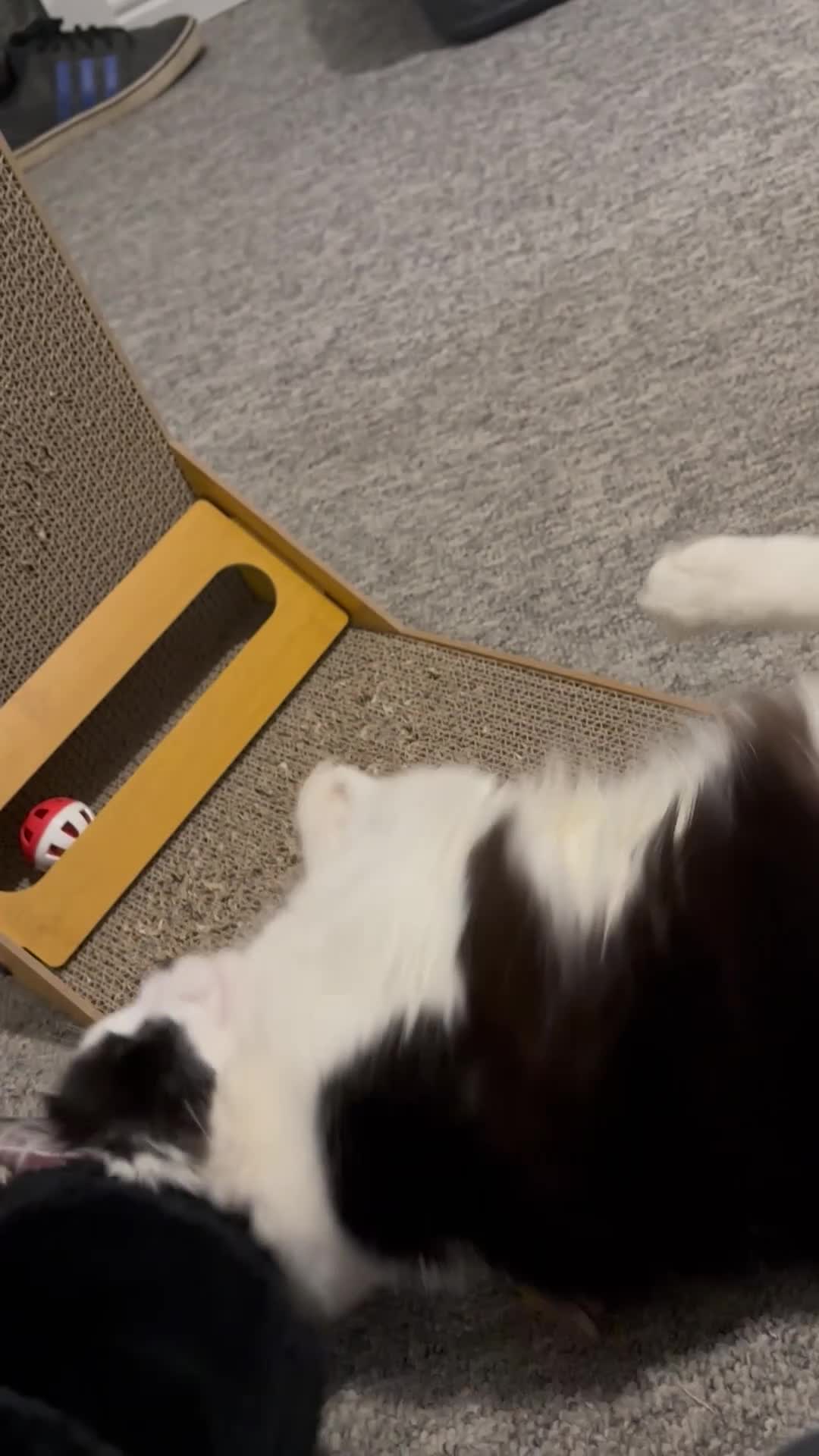 Mixed Breed cats for sale: Momo mane coon mix  - Video 2