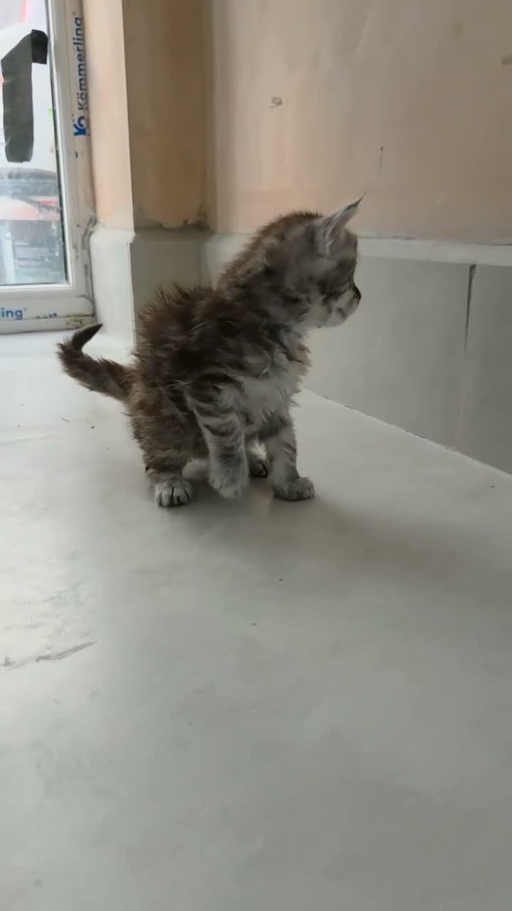 Maine Coon cats for sale: Maincoon Ragdoll Kitten Ready for loving home - Video 2