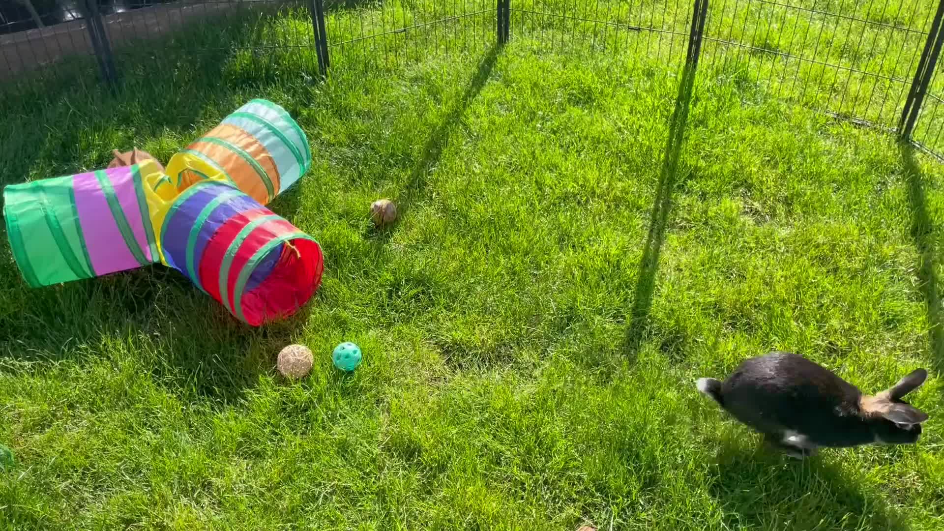 Rex rabbits for sale: Loving home needed for three beautiful bunnies 🐰  - Video 1