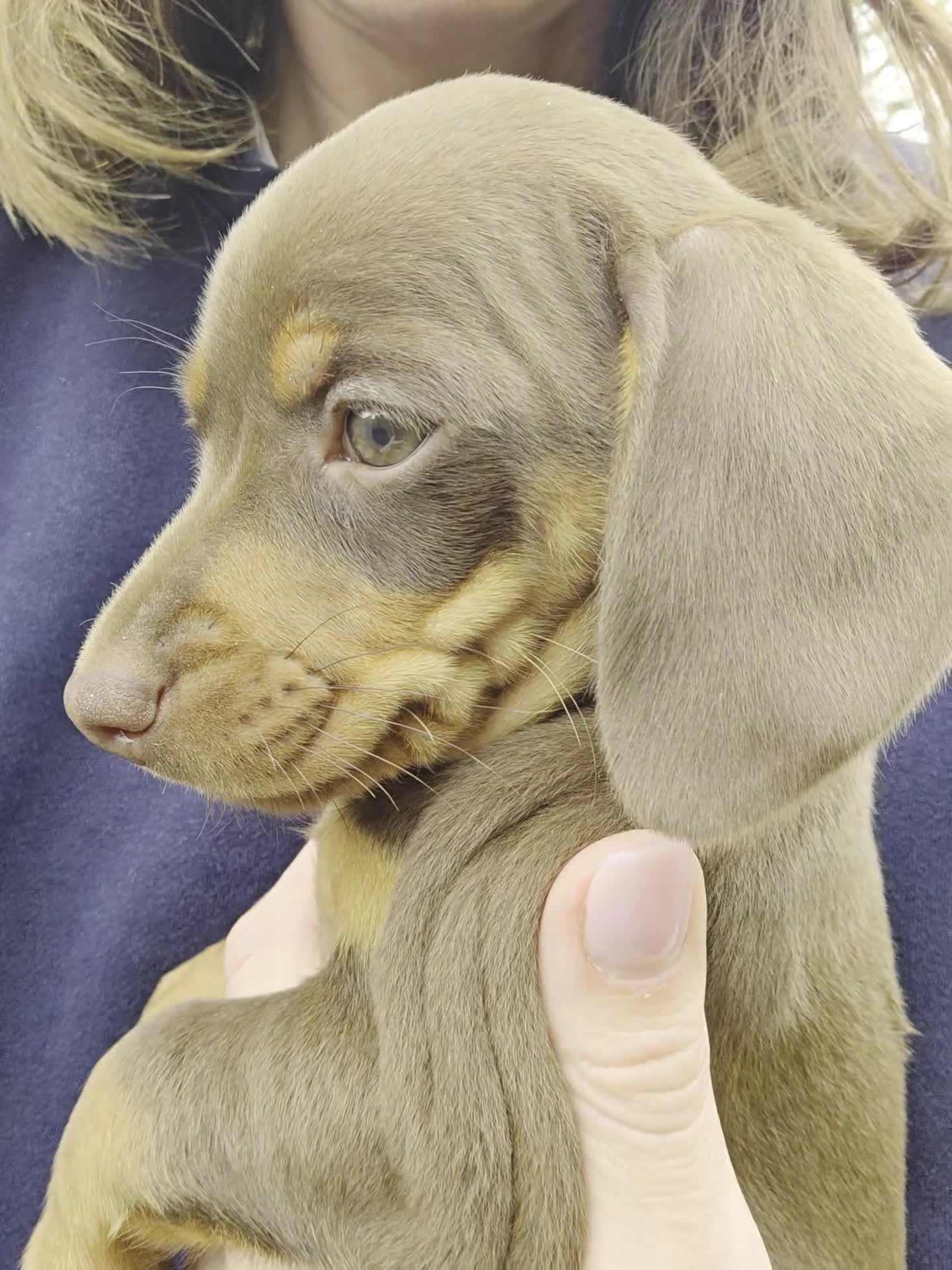 Dachshund dogs for sale: Standard KC Dachshunds  - Video 4