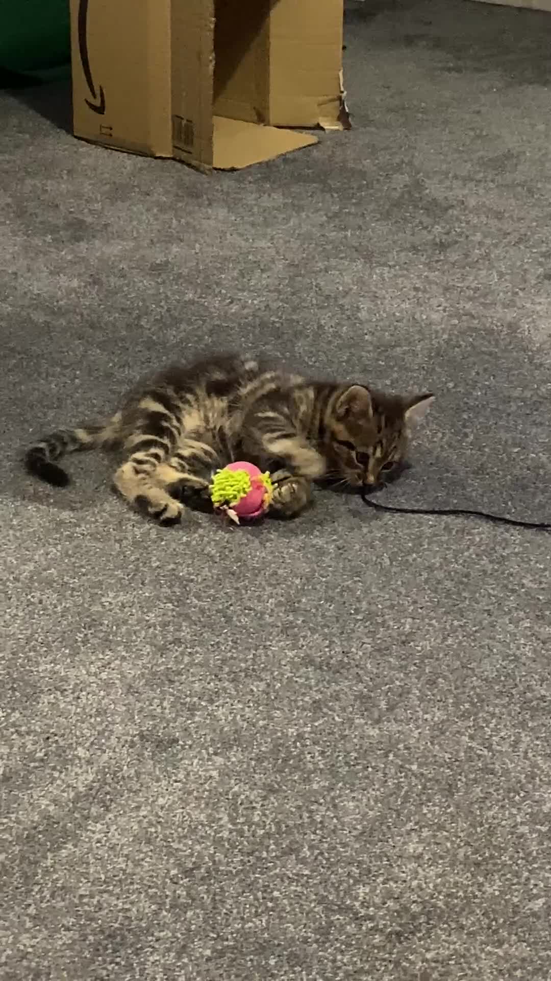 European cats for sale: Little Tabby Boy Looking for His Forever Home❤️ - Video 1