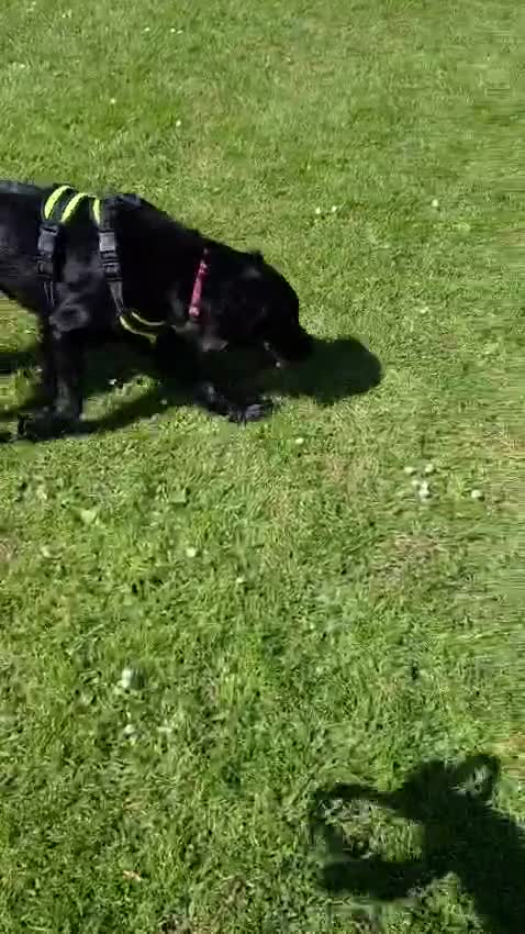 Mixed Breed dogs for sale: German shepherd / springer mix in Thornton-Cleveleys - Video 1