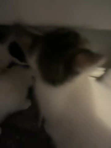 Tibetan cats for sale: Beautiful male kittens on sale - Video 3