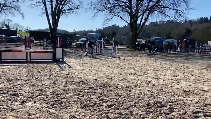 Welsh Section C horses for sale: Welsh C - Video 1