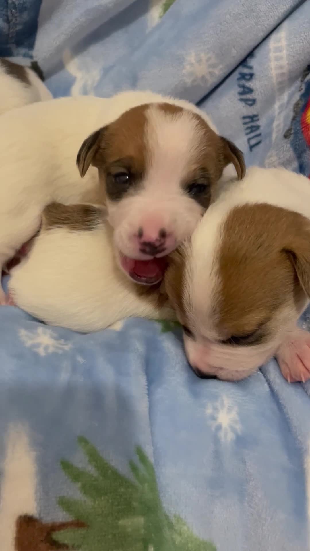 Mixed Breed dogs for sale: Chihuahua x Jack Russell puppies - Video 1