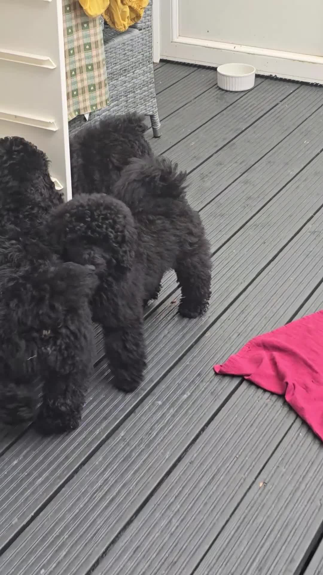 Miniature Poodle dogs for sale: 💚Exquisite black KC reg miniature poodle black in Chelmsford - Video 1