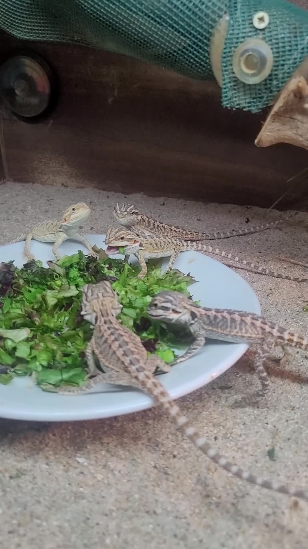 Bearded Dragon reptiles for sale: Baby bearded dragon  - Video 1
