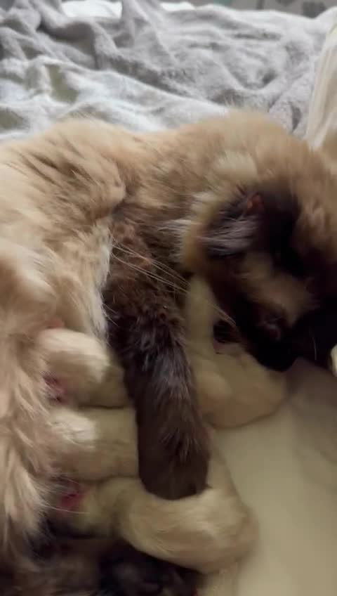 Ragdoll cats for stud: Stud Muffin in Ilkeston - Video 2