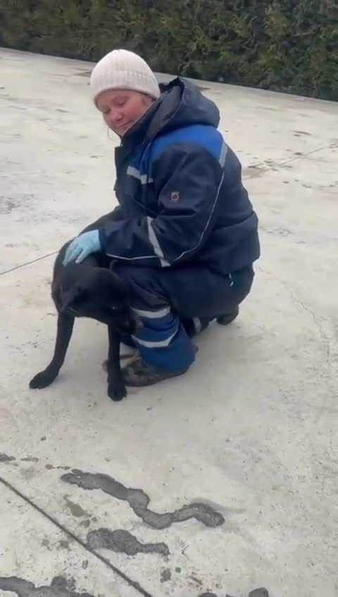 Mixed Breed dogs for adoption: 🐾 Twixie – a good heart waiting to be chosen 🤍 - Video 1