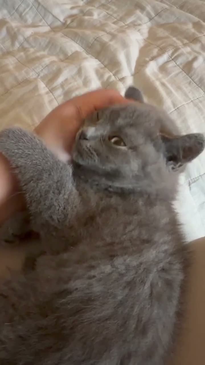British Shorthair cats for sale: Chunky kittens brown gene carriers - Video 2
