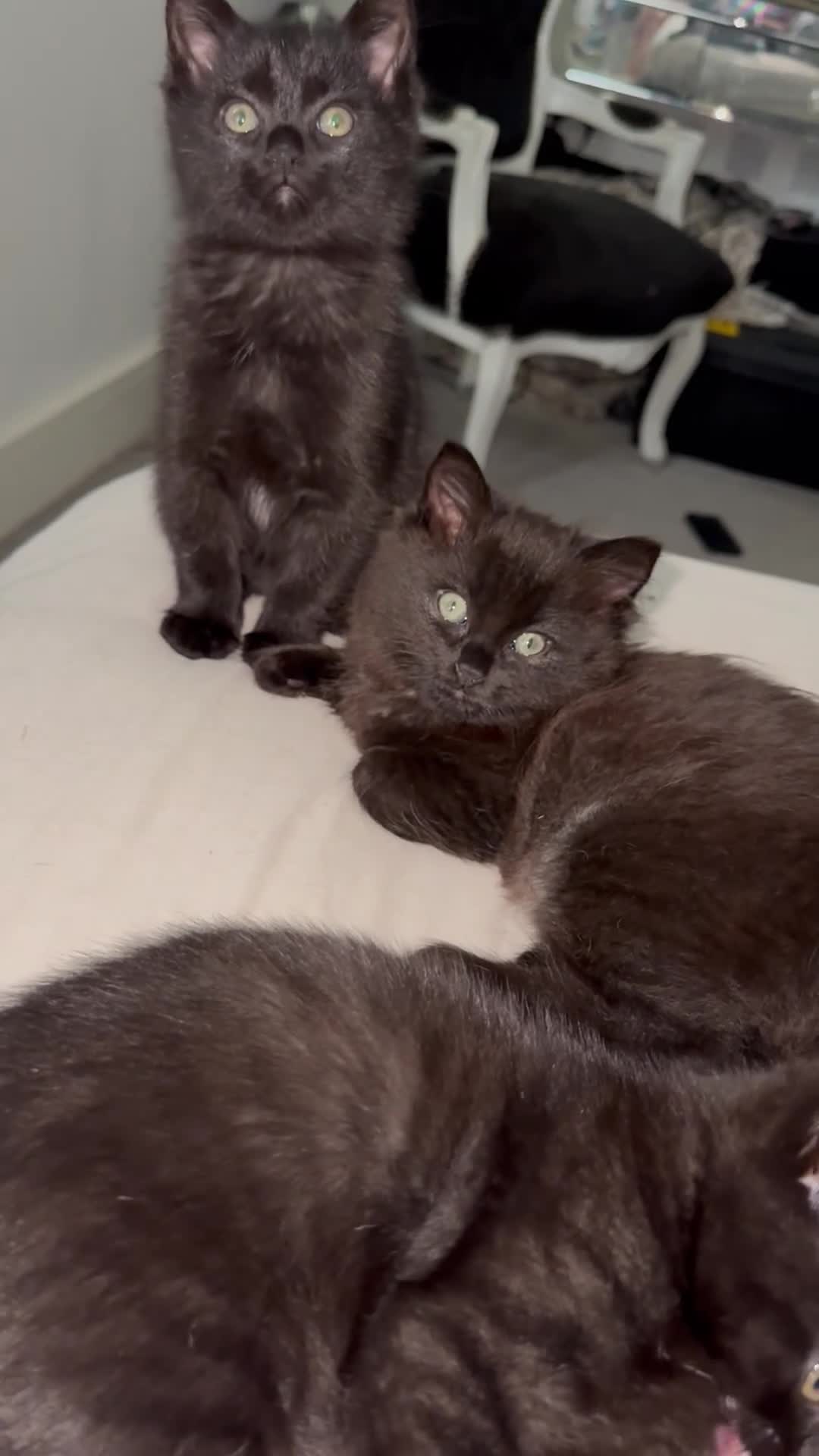 Ragdoll cats for sale: REDUCED!!! Beautiful RAGDOLL X KITTENS  - Video 1