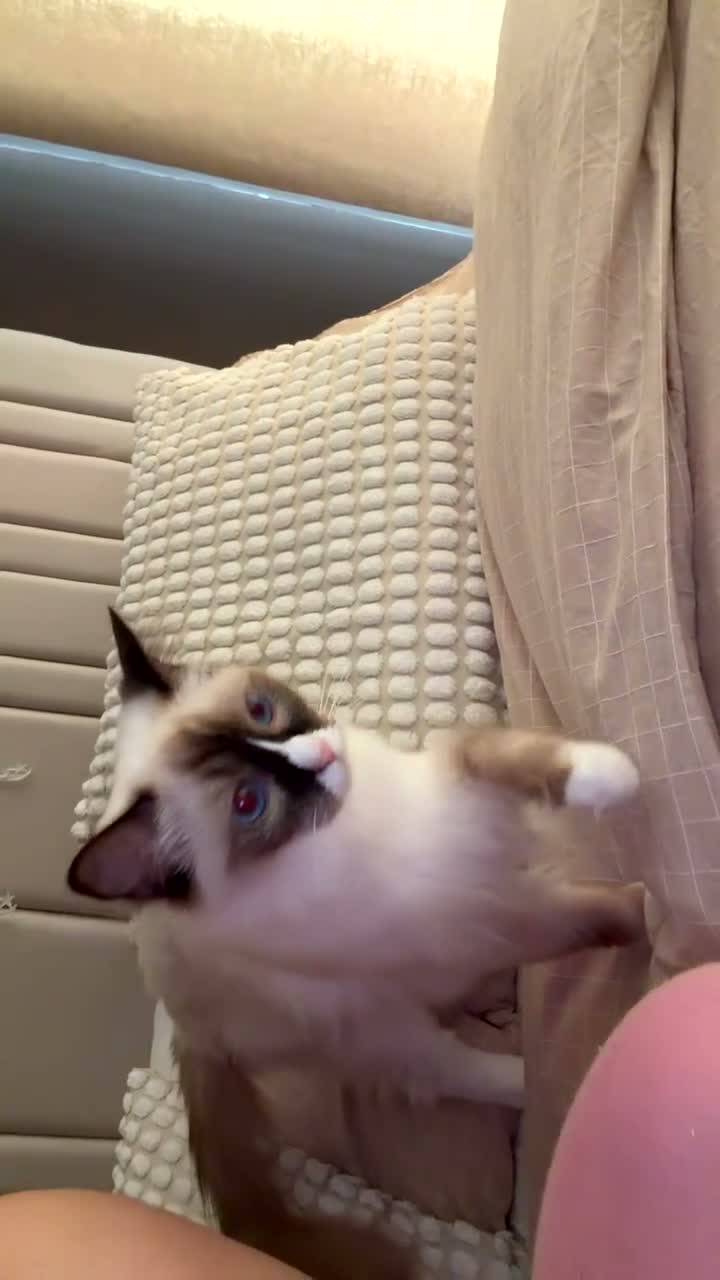 Ragdoll cats for sale: Beautiful 1 year old ragdoll - Video 1