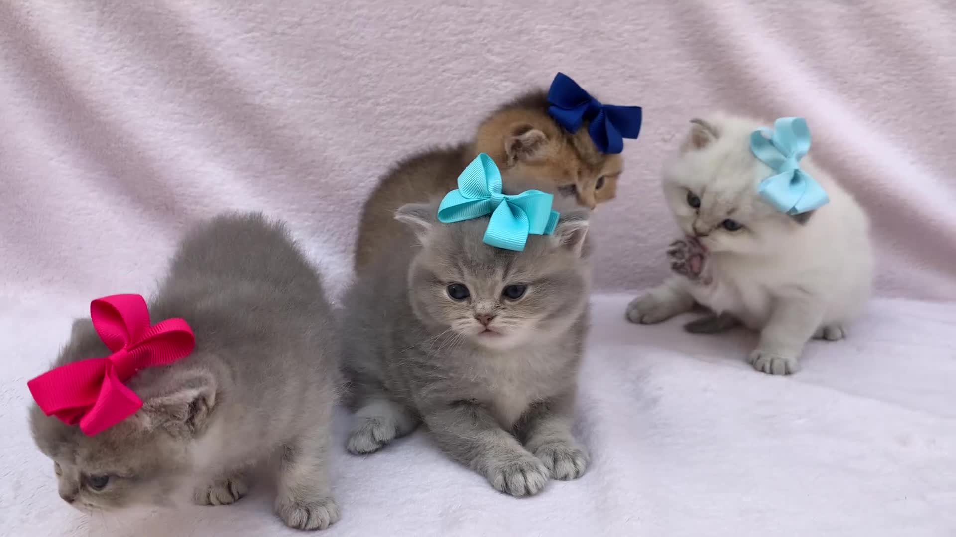 British Shorthair cats for sale: 💕Pedigree GCCF blue golden British shorthair - Video 2