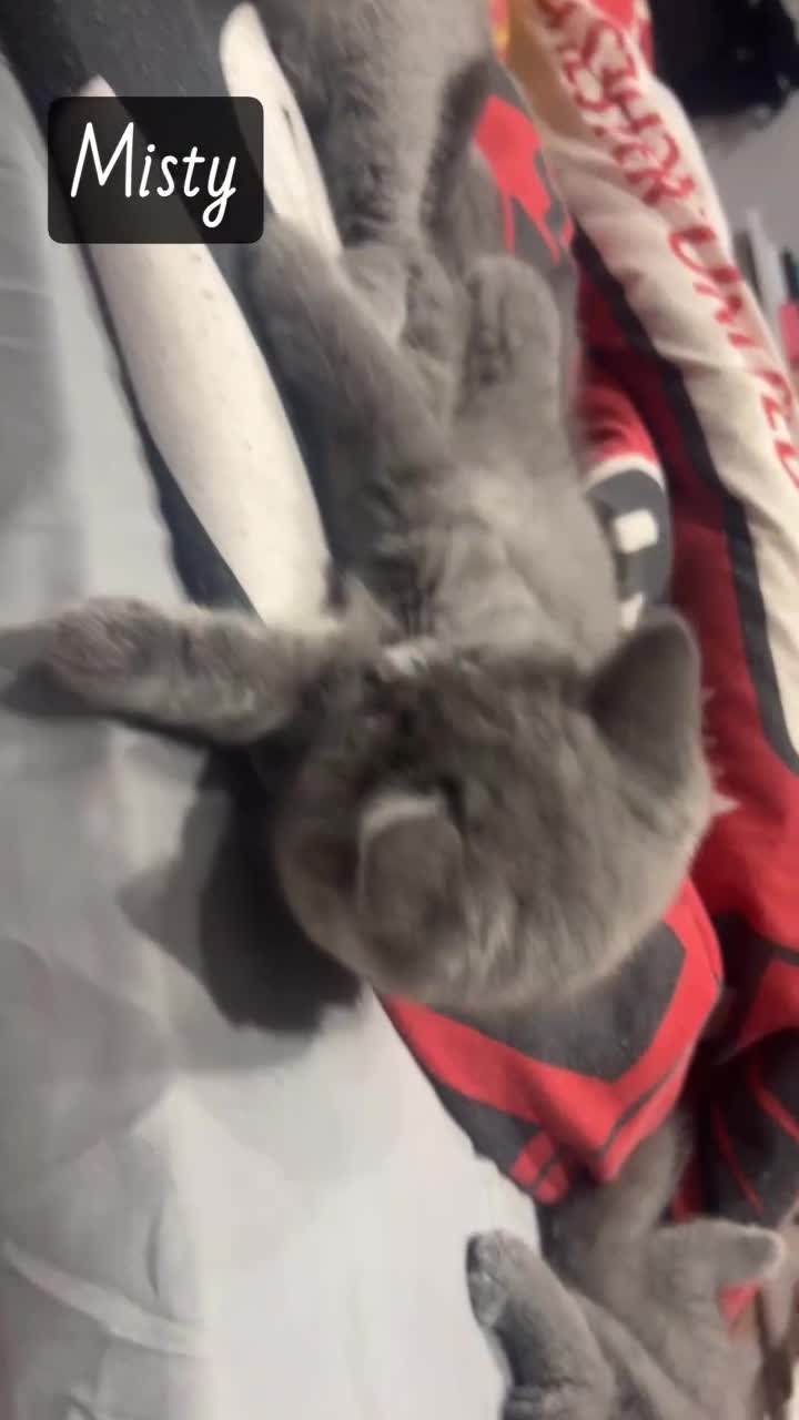 British Shorthair cats for sale: Pedigree Blue British Shorthair 💙💙💙💗💗💗💗 - Video 4