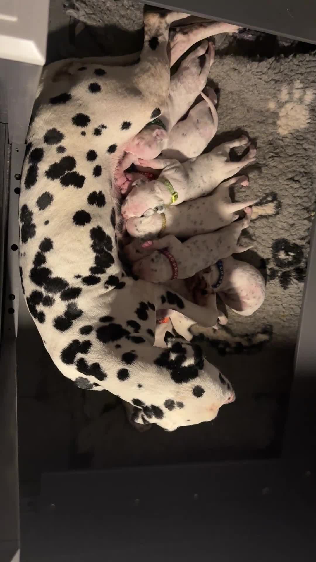Dalmatian dogs for sale: Royal Kennel Club Registered Dalmatian Puppies - Video 1