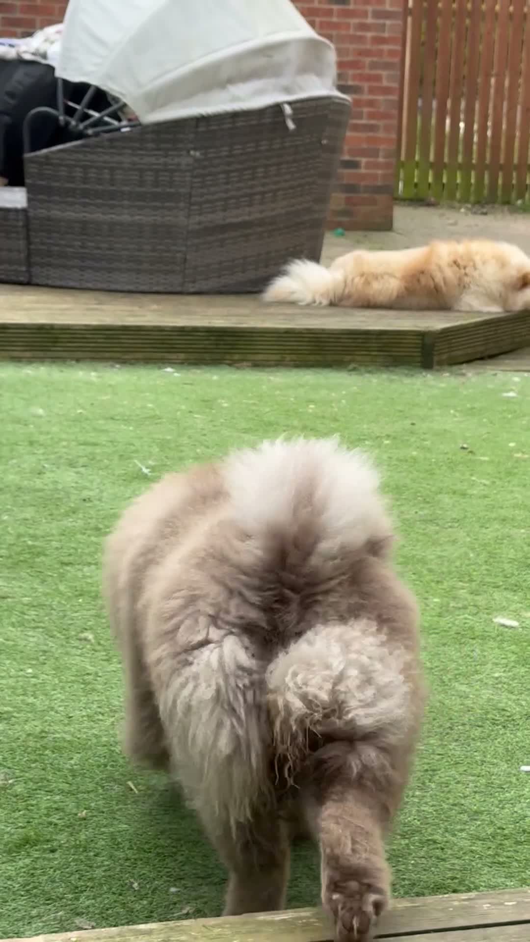 Chow Chow dogs for sale: 🐾KC stunning RARE hazel eyed chow girl, Evie 💛 - Video 4