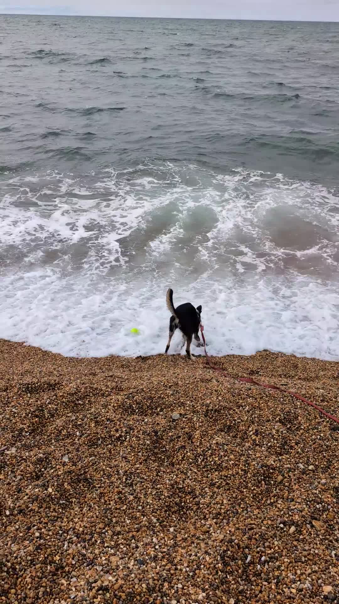 Mixed Breed dogs for sale: Peach ♥️🍑  9 month old Collie Kelpie Cross - Video 1