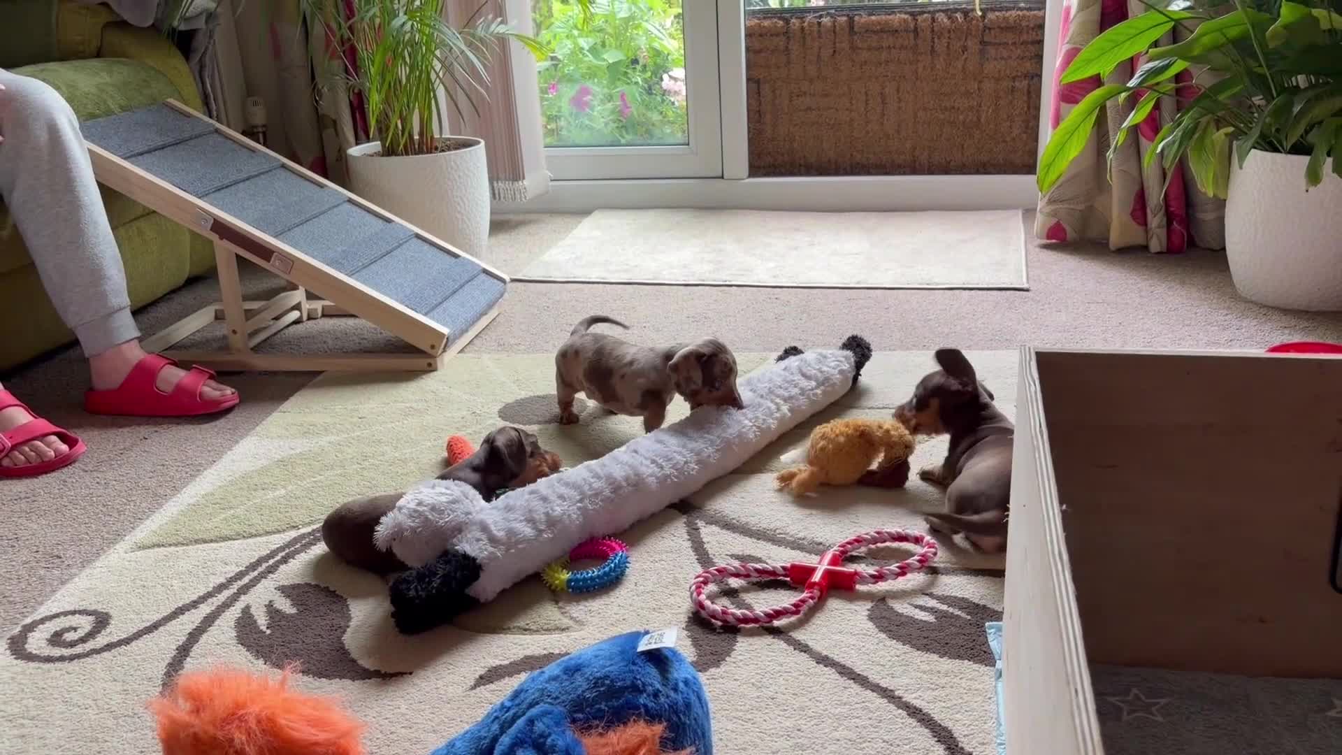 Dachshund dogs for sale: Smooth Dachshund Pups - Dapple & Brown/Tan - Devon - Video 2