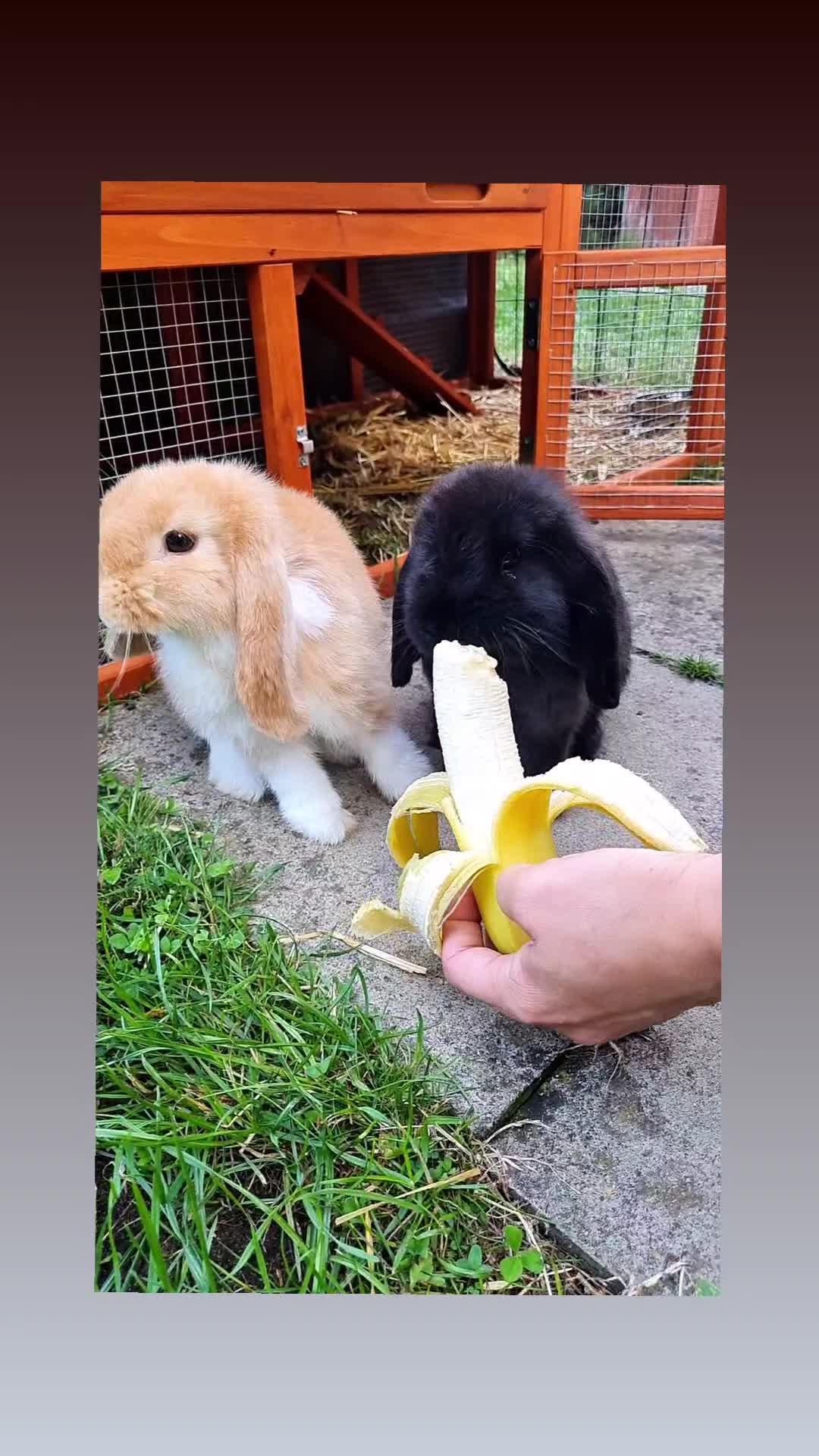 Mini Lop rabbits for sale: 9 week old black boy - Video 1