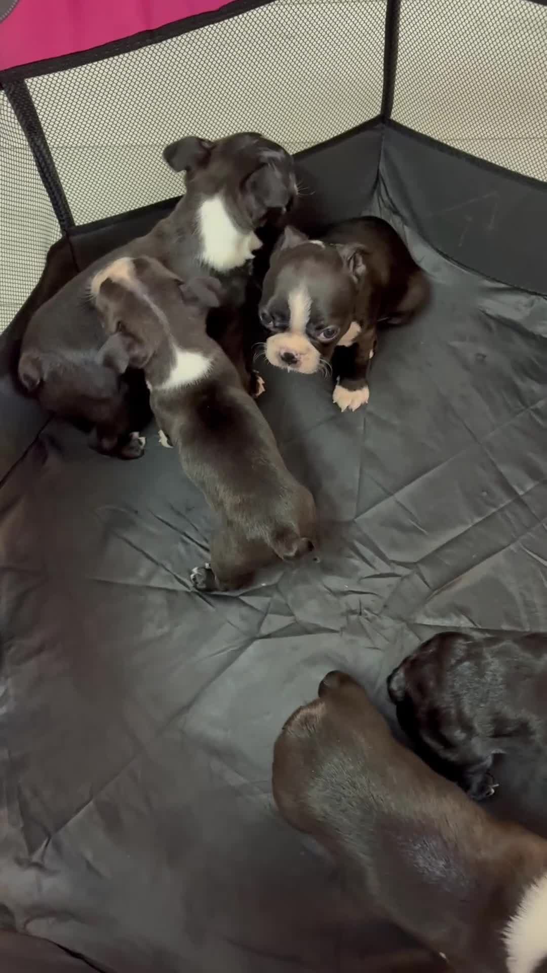 Boston Terrier dogs for sale:  🩷OUR LAST GORGEOUS K.C. BOSTON TERRIER PUPPIES - Video 1