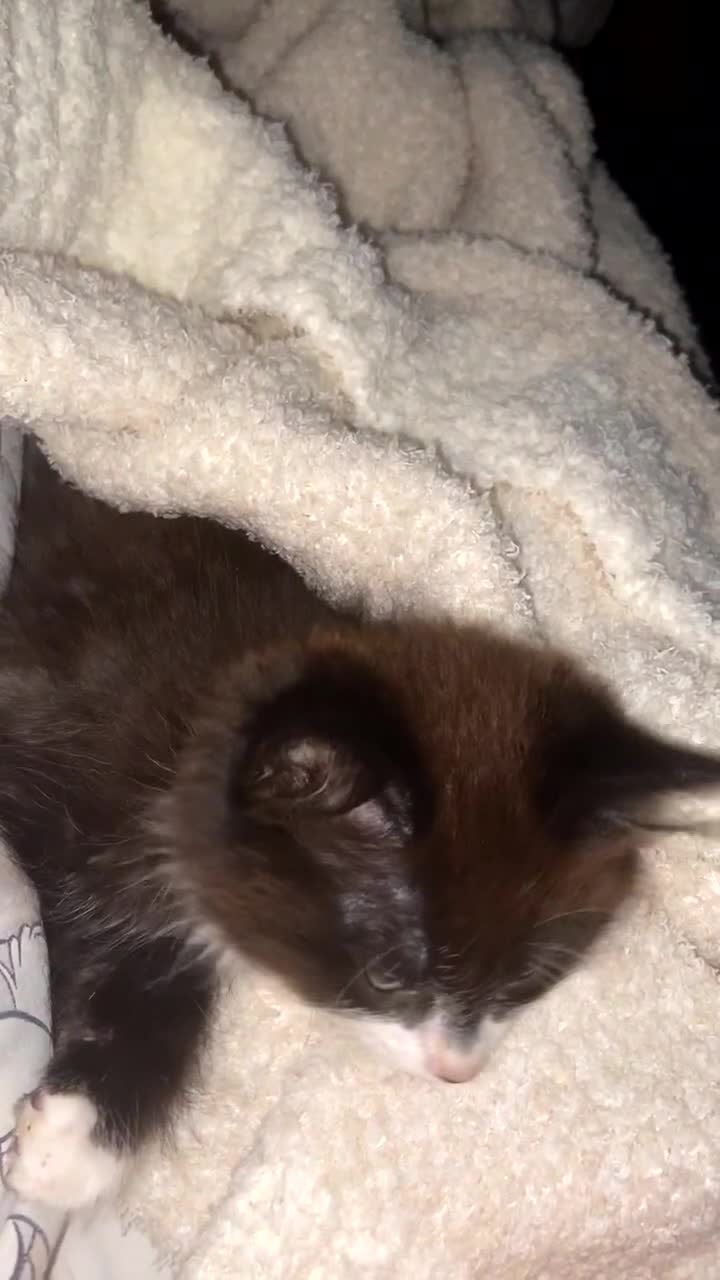 British Longhair cats for sale: kittens for sale (please read description❤️) - Video 1